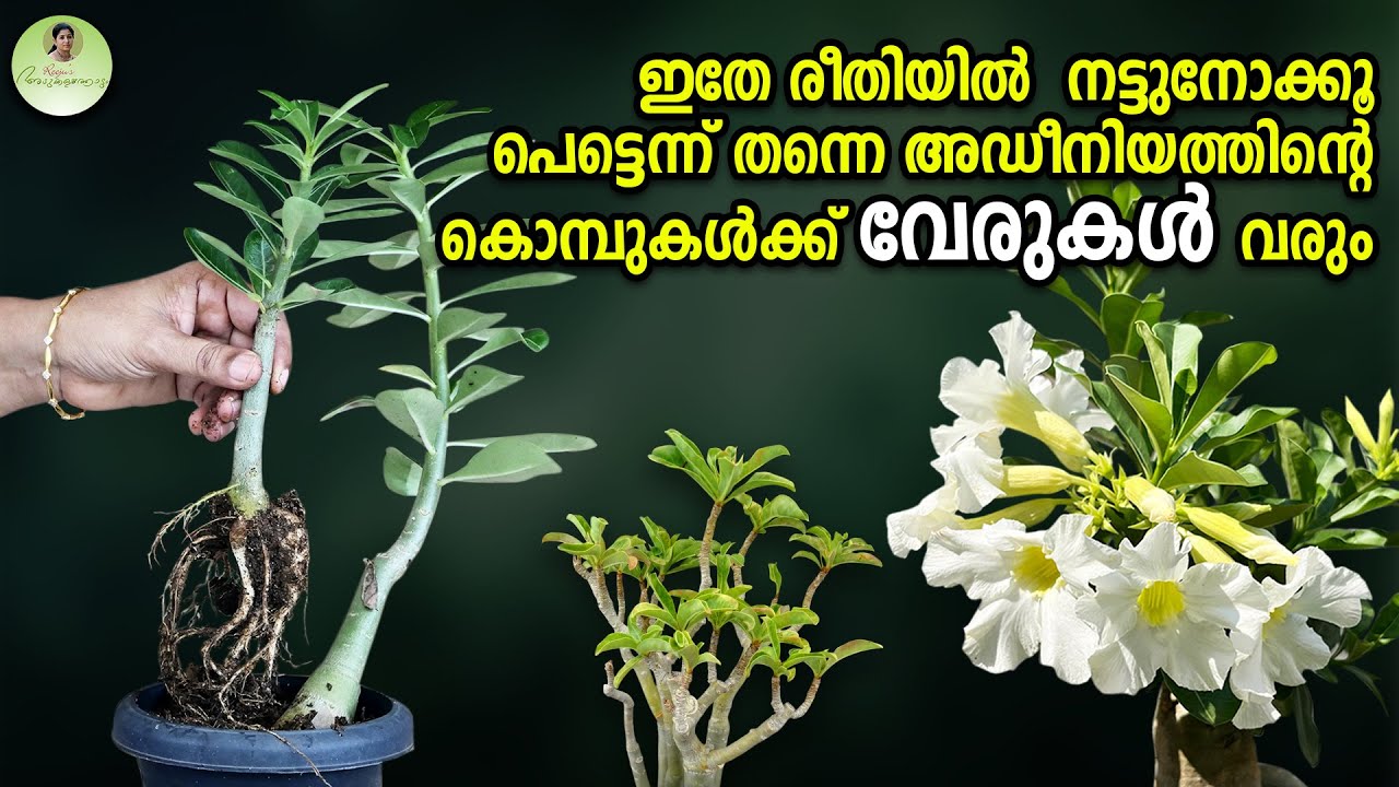 ഇതേ രീതിയിൽ നട്ടുനോക്കൂ പെട്ടന്ന് തന്നെ അഡീനിയത്തിൻ്റെ കൊമ്പുകൾക്ക് വേരുകൾ വരും #adenium #gardening