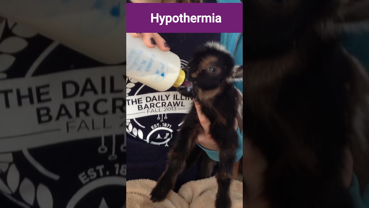 Hypothermia in Newborn Goat Kids