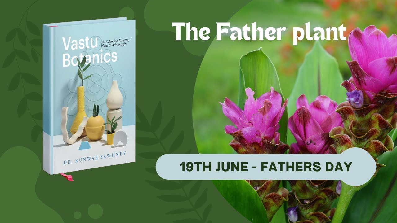 The Father plant I Vastu Botanics I हिंदी ।Kunwar Sawhney I Research
