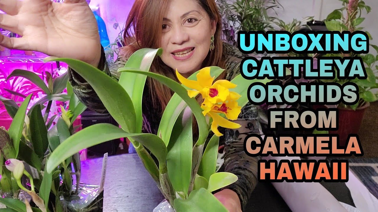 UNBOXING MY ORCHID 