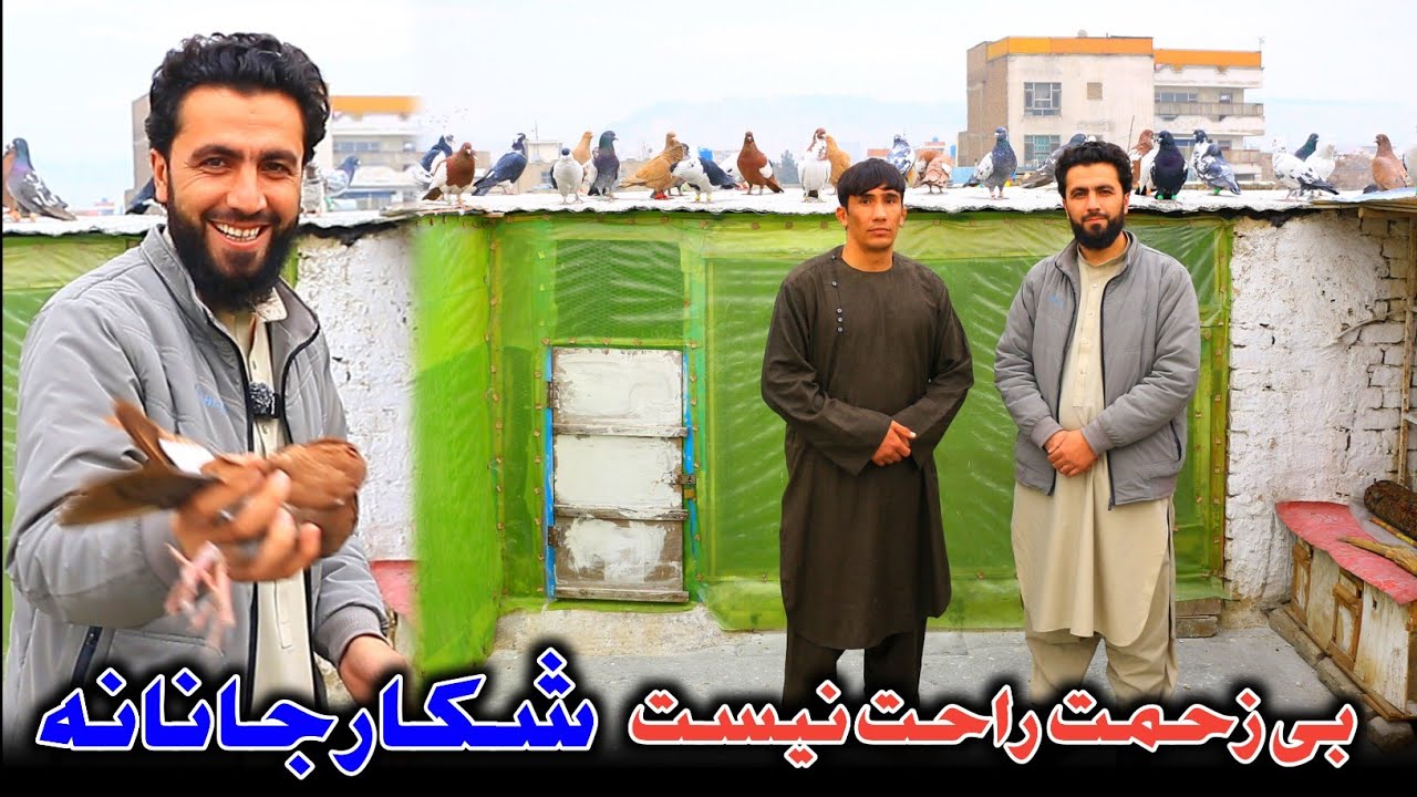 دانه های مخصوص زمستانی کفتر | شکار دقیقه نود | 