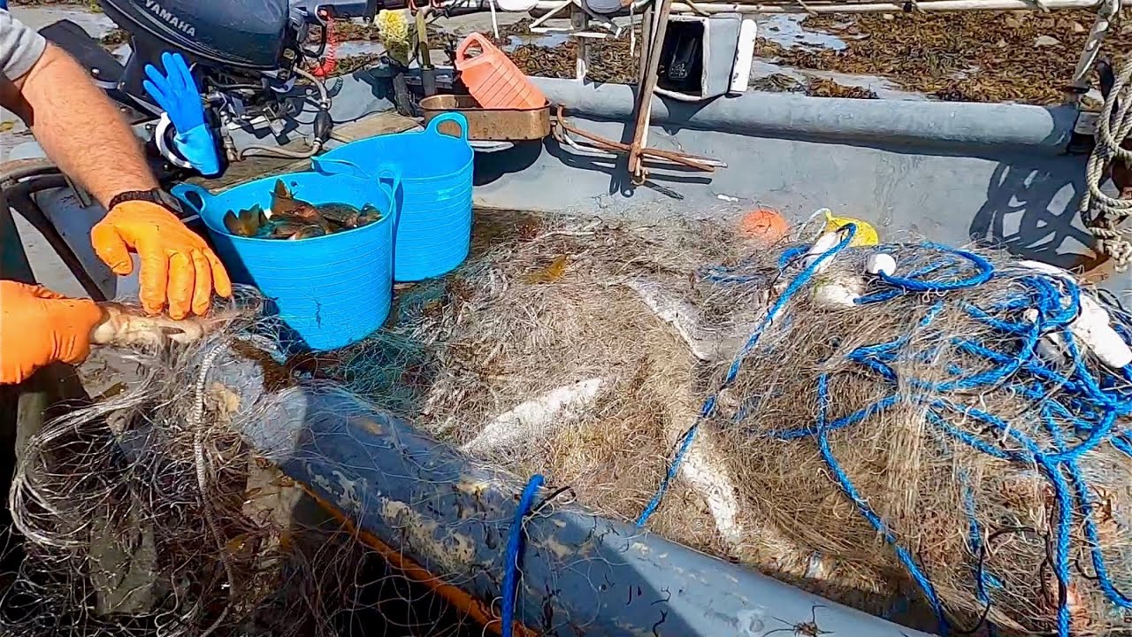 COMMERCIAL GILL NET FISHING - Bass Bream Pollock Mackerel & Wrasse , Start Of Gill Net Season !