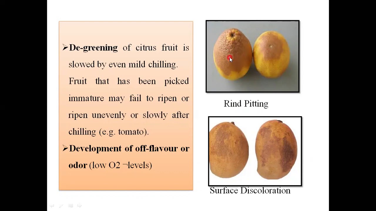 video on chilling injury of fruits by Prof.S.N.Mane