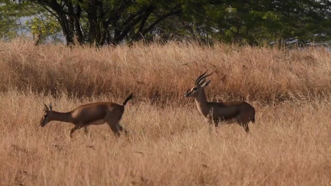 In The Land of Chinkara