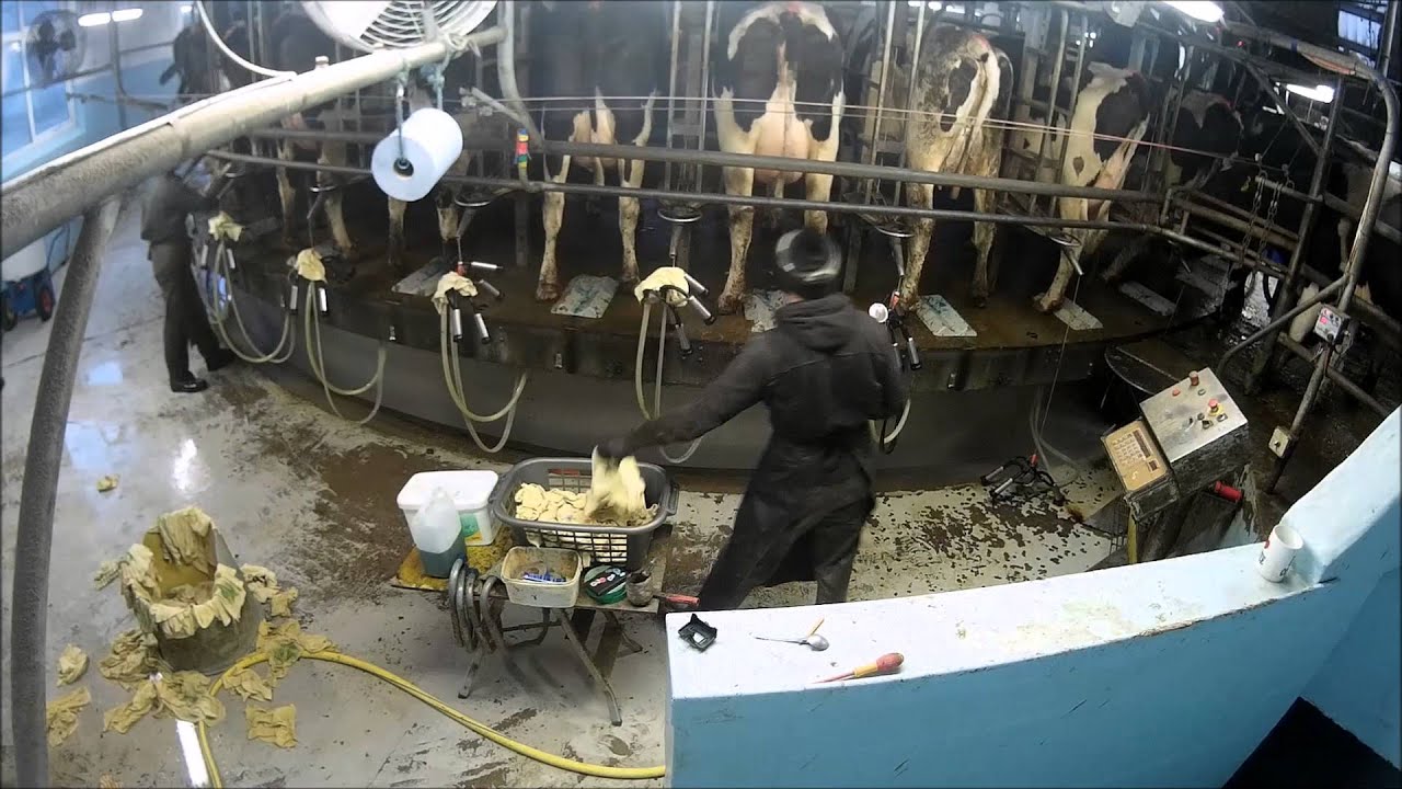 Milking the Sandisfarne herd on a Milfos 40 point rotary