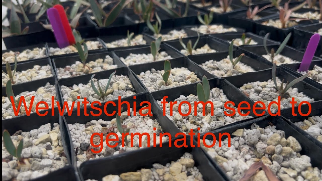 Welwitschia mirabilis seed germination
