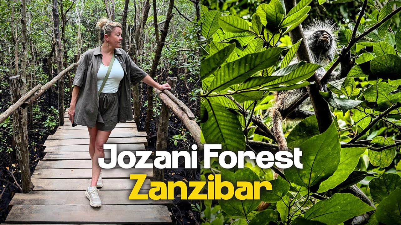 Zanzibar Monkey Forest. Endangered Colobus monkeys!
