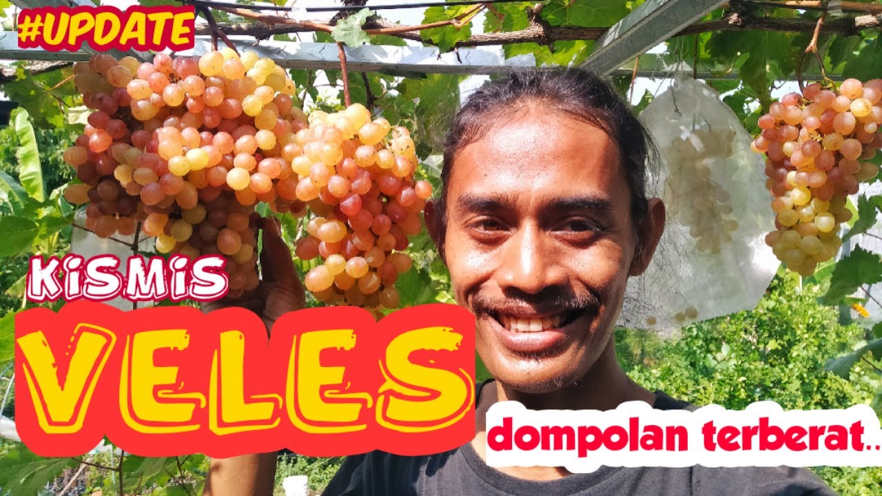VELES anggur dengan TAndaN paling FENOmenal