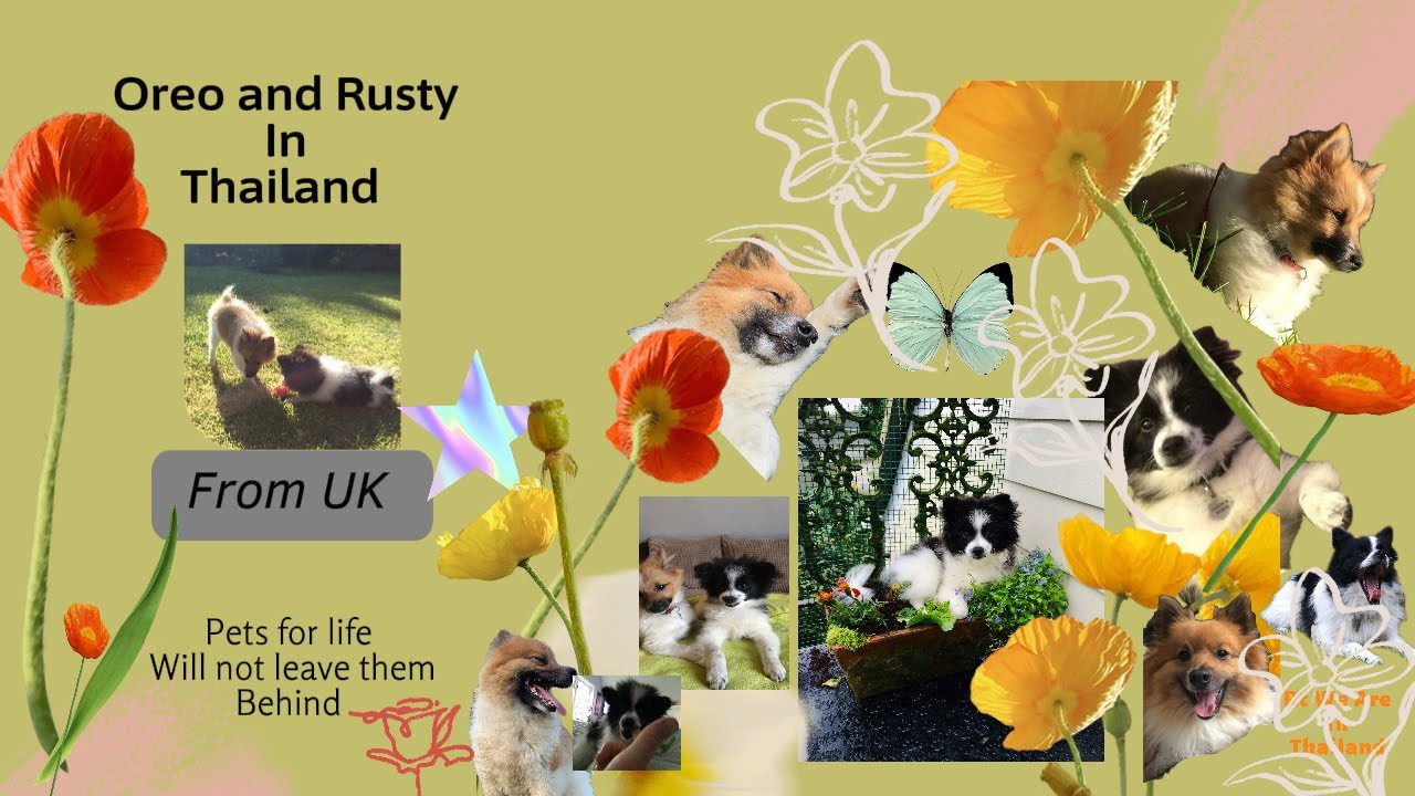 Oreo and Rusty, Short movie, From the UK now in Thailand