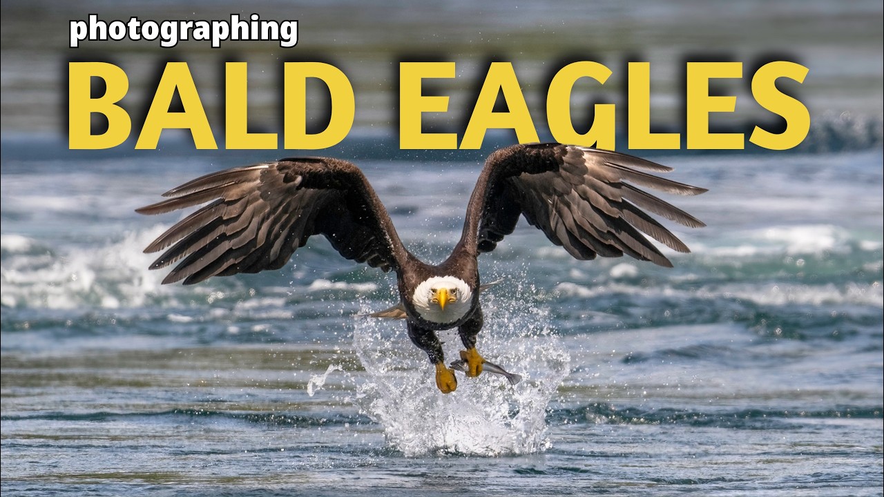 How I Captured Hundreds Of Eagles Catching Fish.