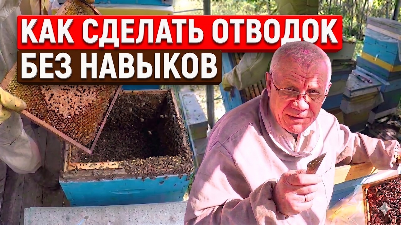 Формирование отводков. Как создать БЫСТРО отводок. Самый простой способ.