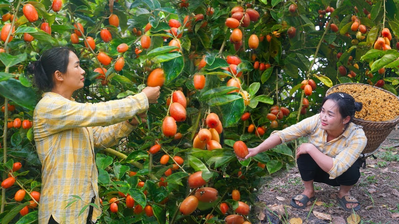 18 Year Old Single Mother Harvests Many Sour Fruits And Ant Eggs To Sell At The Market - Tiểu Hương