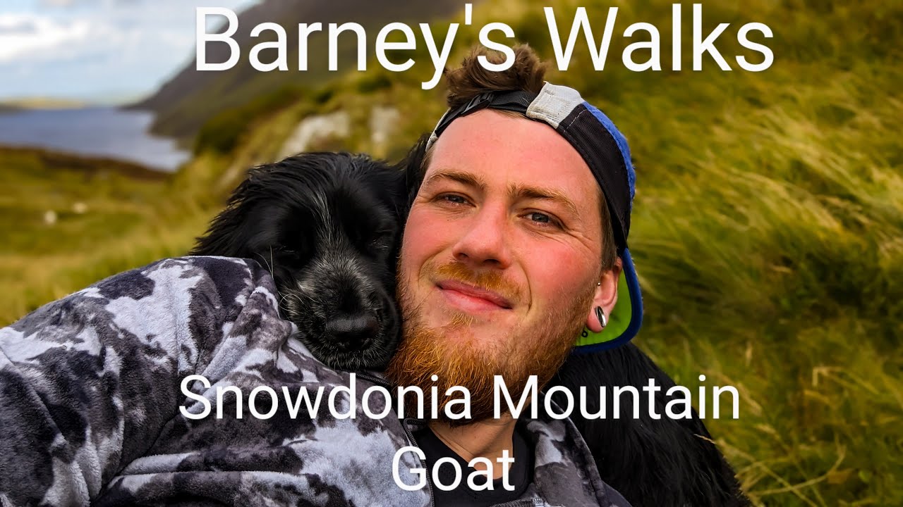 Barneys Walks- Evening walk in a woodland in Eryri (Snowdonia)