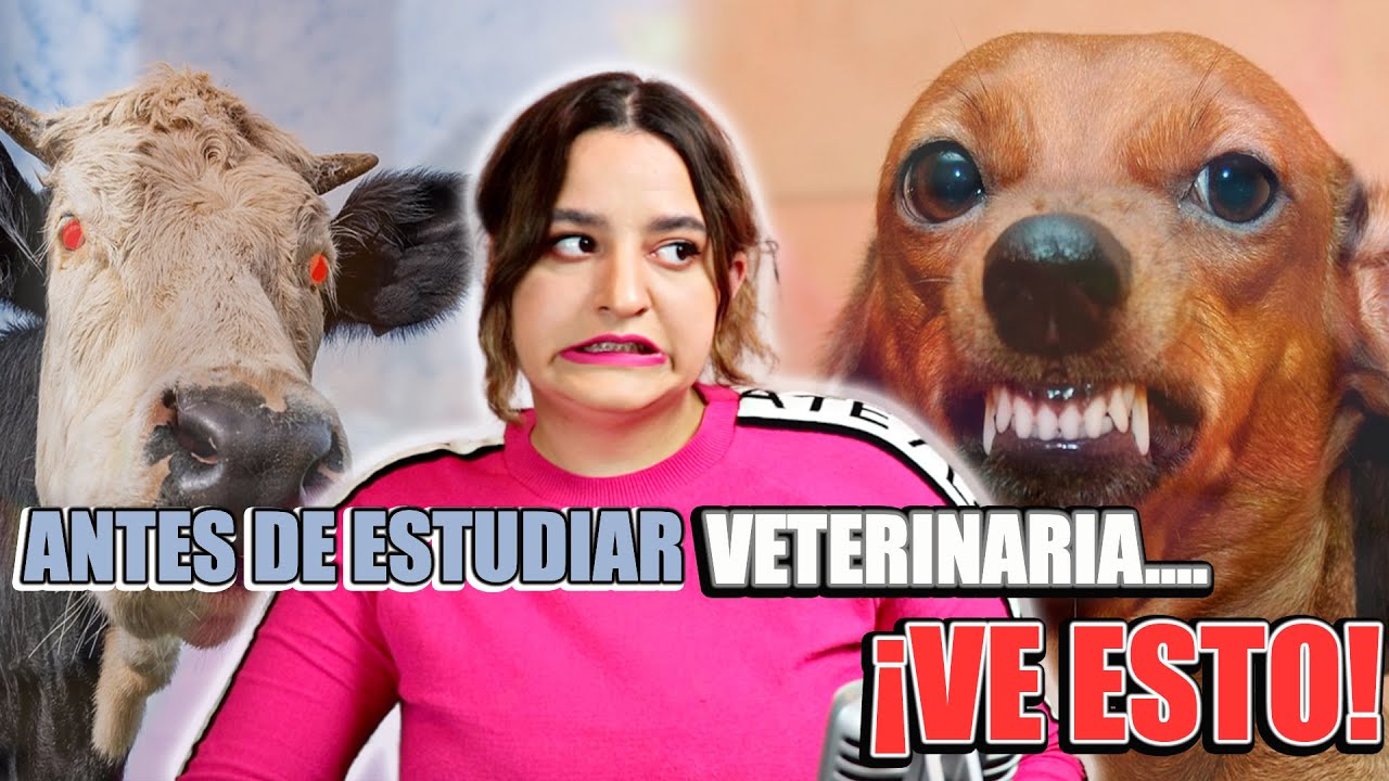 🐮 7 Cosas que me Hubiera gustado SABER antes de Estudiar VETERINARIA🐮