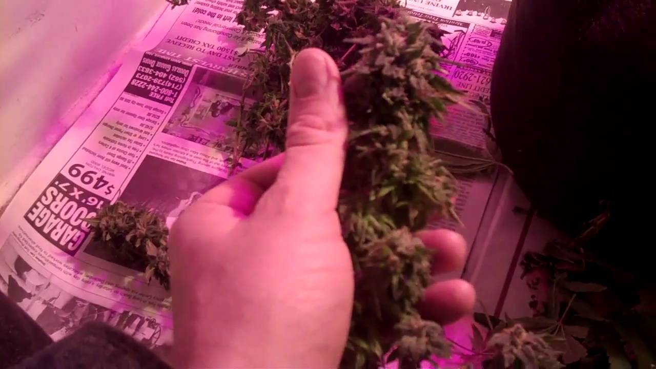 trimming my purple kush plants