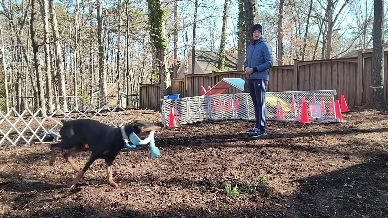 Evie and her joyful zoomies
