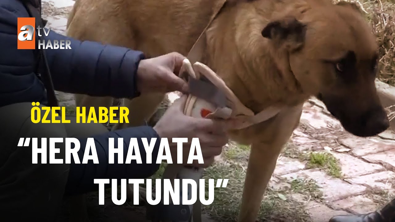 ÖZEL HABER – Ölüme terk edilen Hera yeniden doğdu - atv Ana Haber 1 Aralık 2022