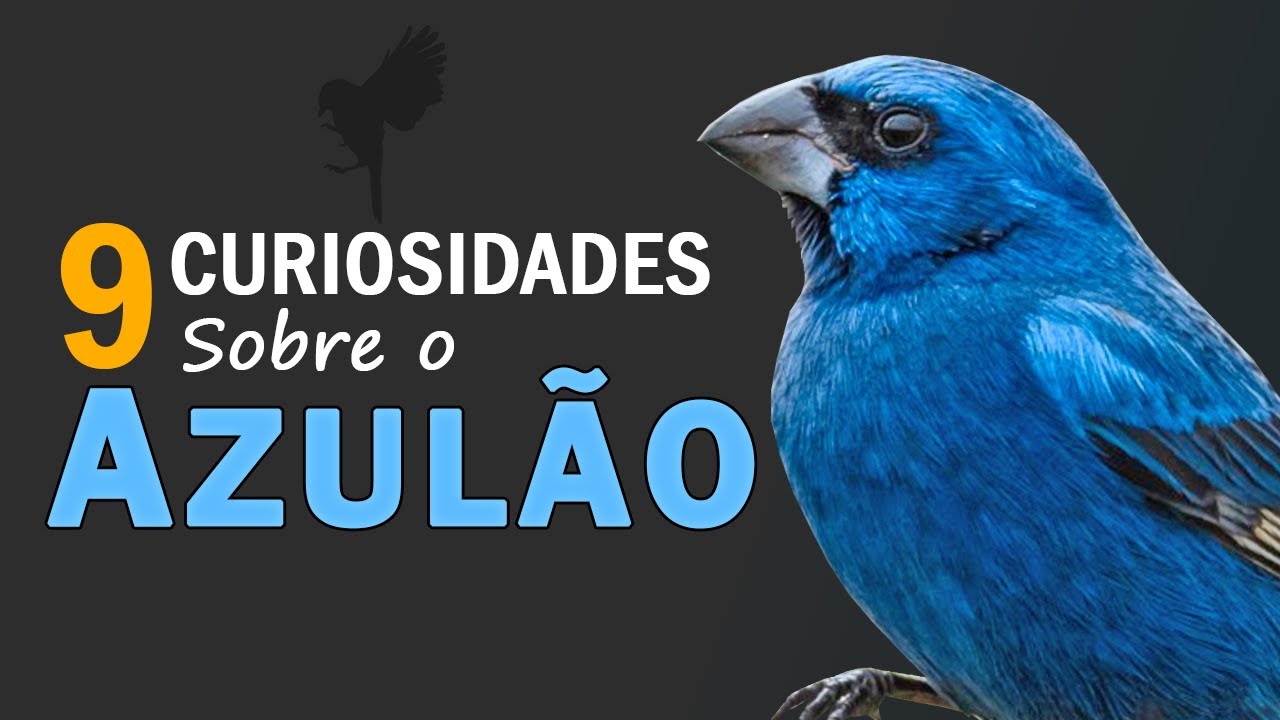 AZULÃO: 9 CURIOSIDADES sobre a ave | Azulões estão SUMINDO da natureza? | Canto do AZULÃO SELVAGEM