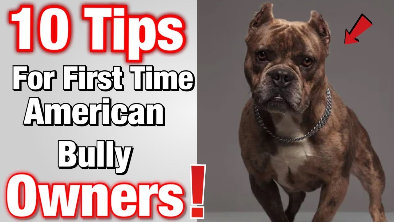Tips for FIRST TIME American Bully Owners!