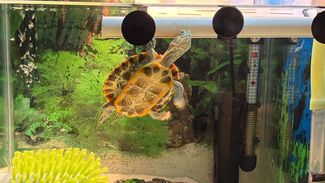 Su Kaplumbağası Akvaryumu İçin Gerekli Ekipmanlar (Yeni Başlayanlar İçin) 🐢💚