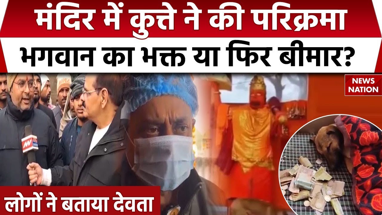 Bijnor Viral Dog: Hanuman भक्त कुत्ते का करिश्मा या बीमार? क्या है असली कहानी? Dog Parikrama Video