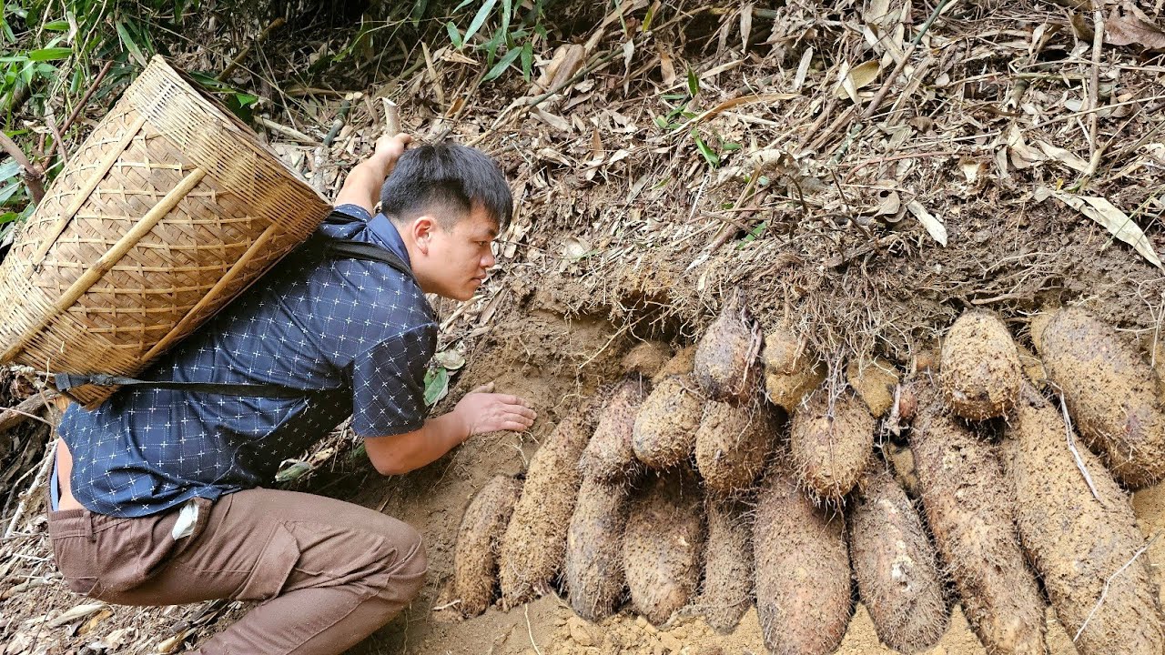 Deep in the Triệu Kha forest, conquering the giant, valuable wild potato.
