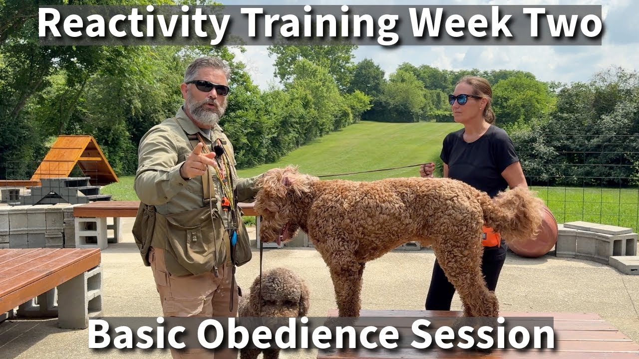Understanding & Preventing Puppy (Dog) Reactivity | Part Three