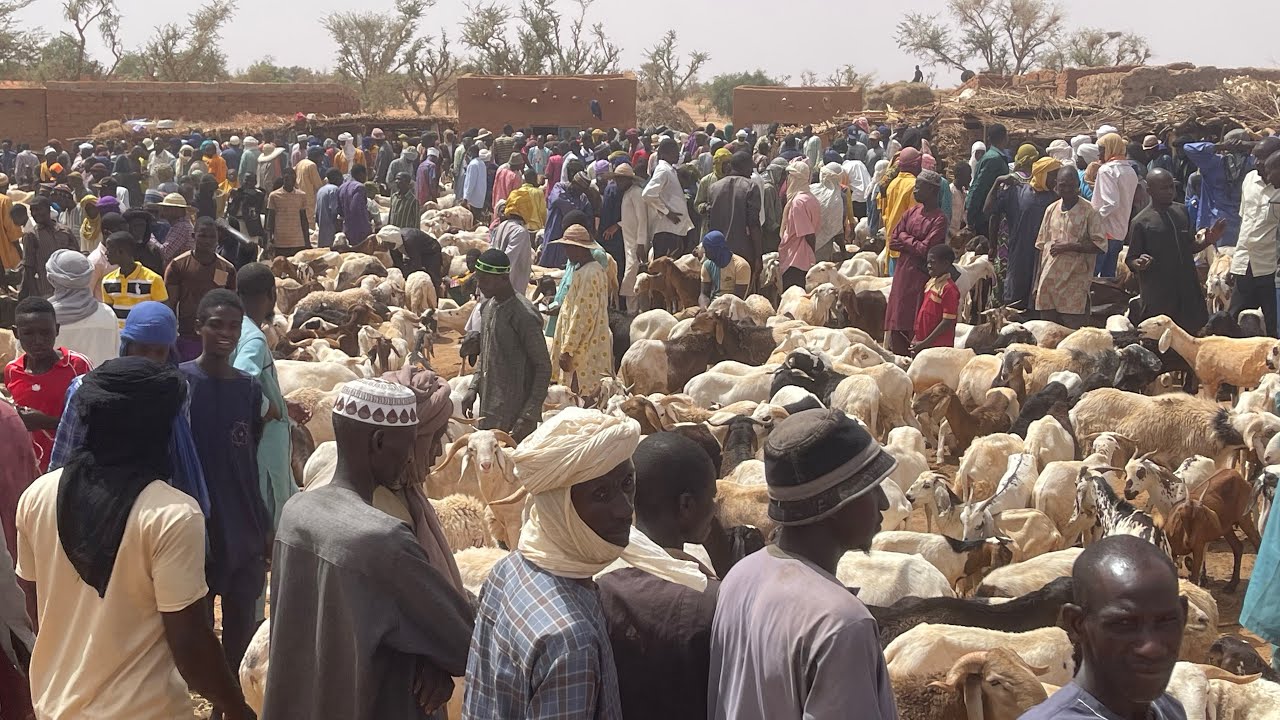 Kasuar maniar dabbobi Nijar - marché des gros moutons pour Tabaski au Niger
