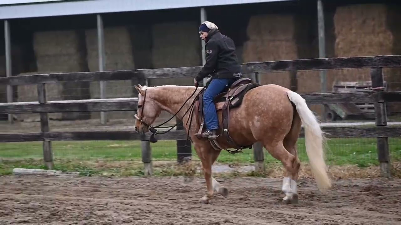 Genuinely Shiney, 2021 palomino mare