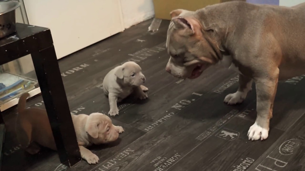 Instagram City_Rocker_Bullyz187 American Bully pocket extrem lilac Tsunami and kits 5 weeks