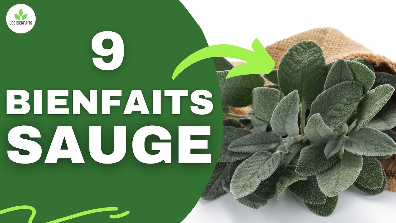 SAUGE : SES BIENFAITS ET DANGERS POUR LA SANTE
