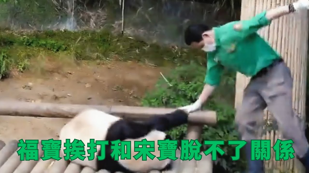 福寶挨揍和宋寶脫不了關係 |大熊猫福宝 판다푸바오 #animals #panda