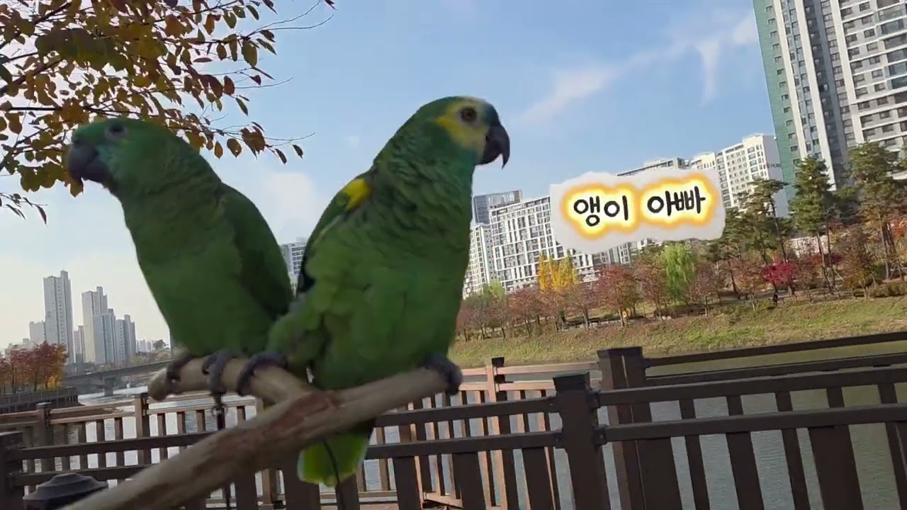 #화려한 가을 외출 영상입니다 #parrot #birds #pets #cute #funny 