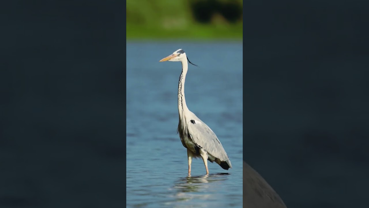 #bird #birds #birdslovers #birdphotography #birdsphotography #birdsplanet #wildbirds #videography
