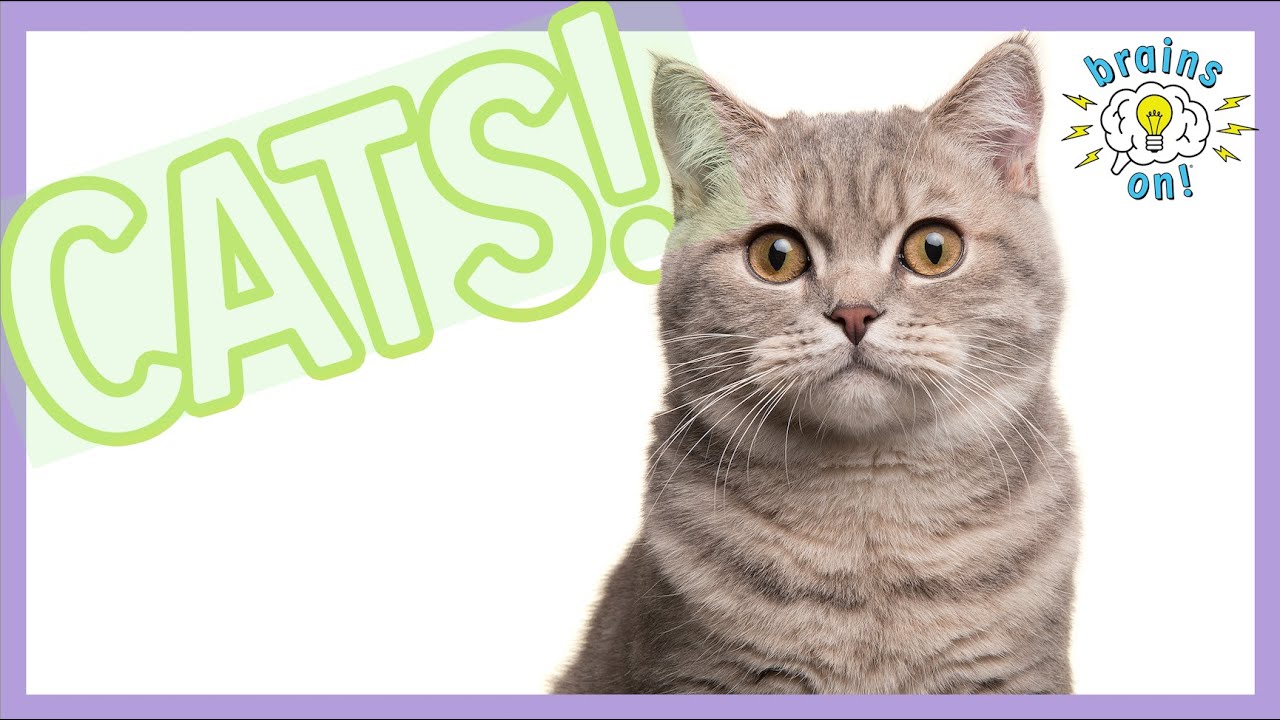 Catnip, cat naps, and the history of house cats | Brains On! Science Podcast For Kids