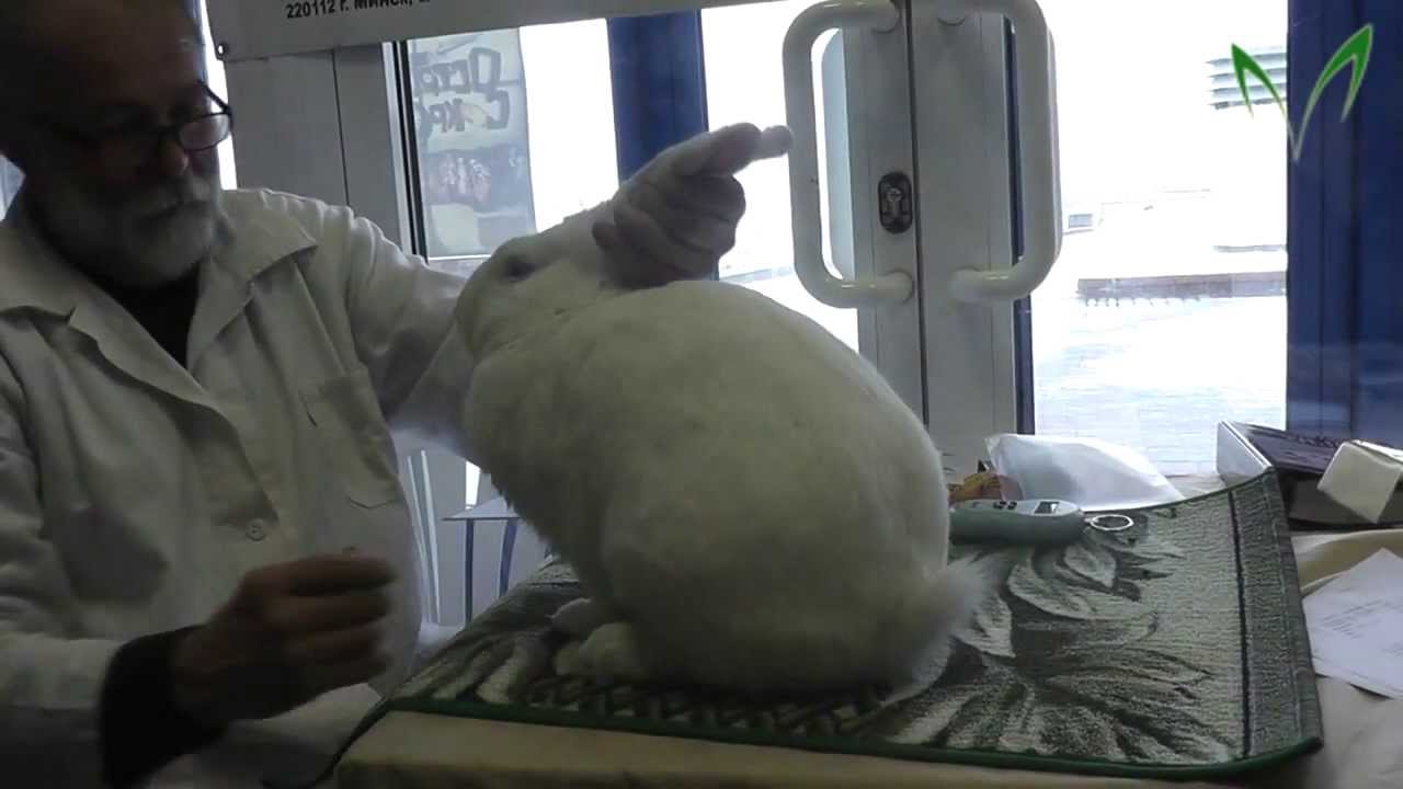 Белый великан, экспертная оценка