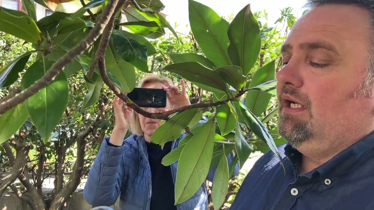 Pozdrav proljeću na Drenovi - margotiranje Magnolije