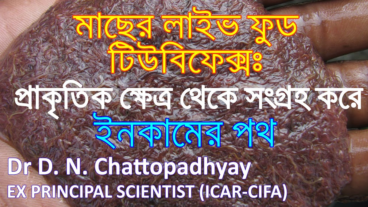 মাছের লাইভ ফুড টিউবিফেক্সঃ প্রাকৃতিক ক্ষেত্র থেকে সংগ্রহ করে ইনকামের পথ | টিউবিফেক্স, লাইভ ফুড,