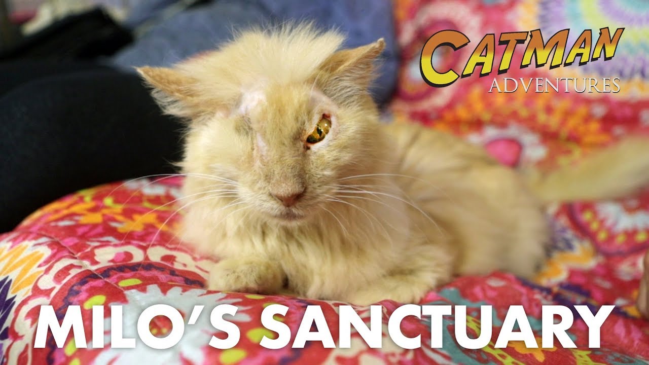 Milo's Sanctuary (Special Needs Animal Rescue) Catman Adventures