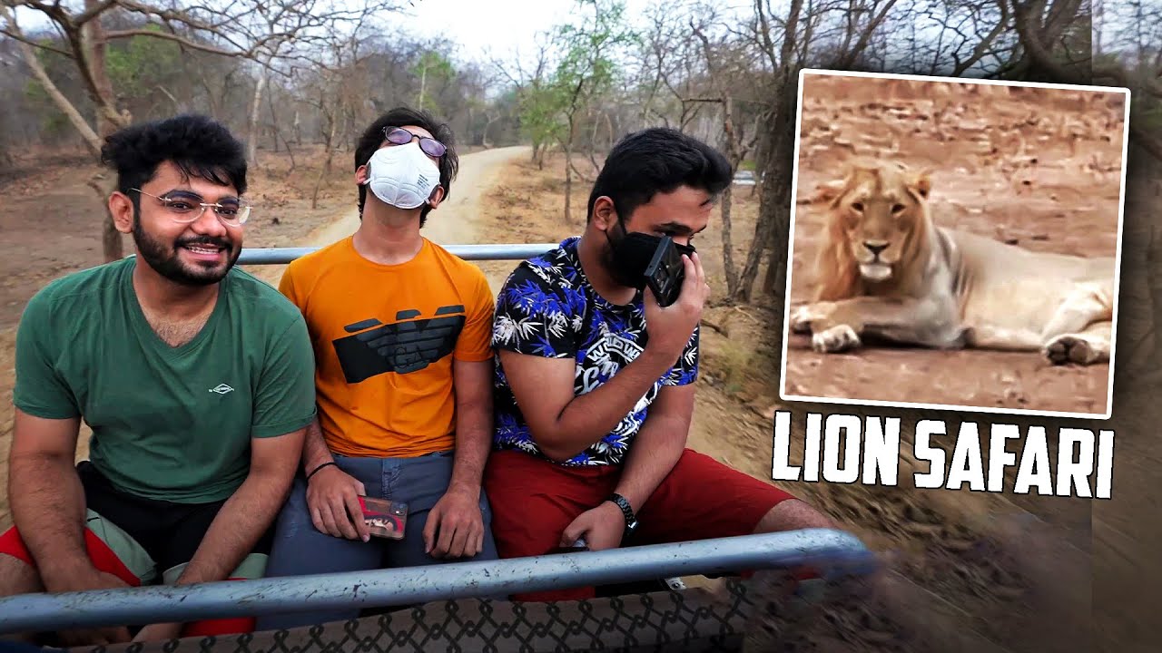 WHEN CO-LEADER OF H¥DRA meets LEADER of JUNGLE 🤩|| LION SAFARI in GIR Forest! -  H¥DRA  ALPHA VLOGS!