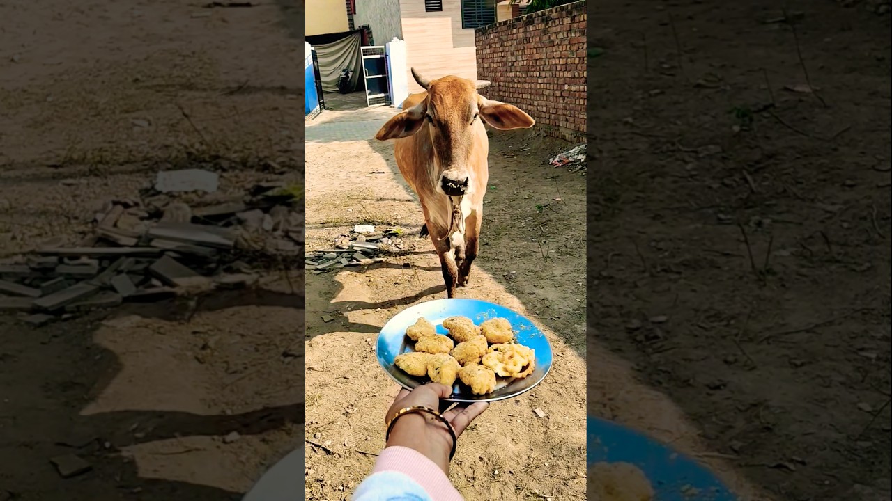 Unlikely friends: a Calf and a Golden Retriever Share Biscuits! 🐶🐮 