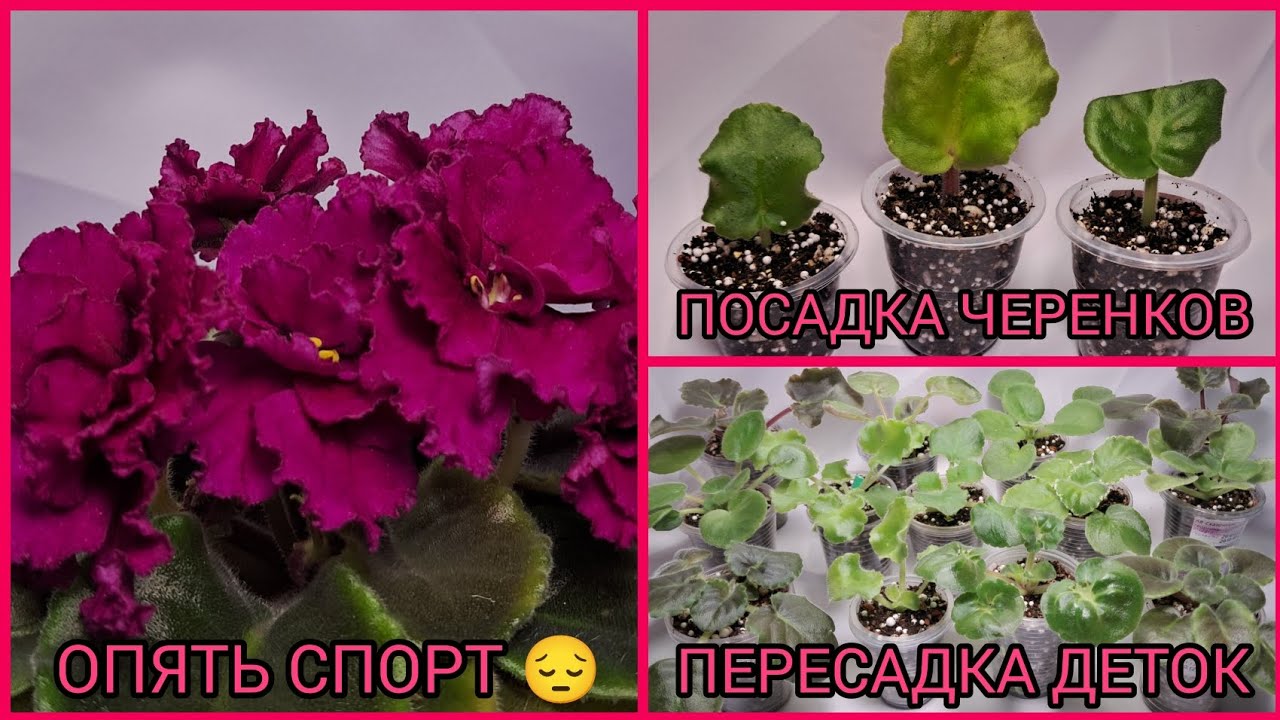 Опять спорт 😔. Посадка черенков. Пересадка деток фиалок.