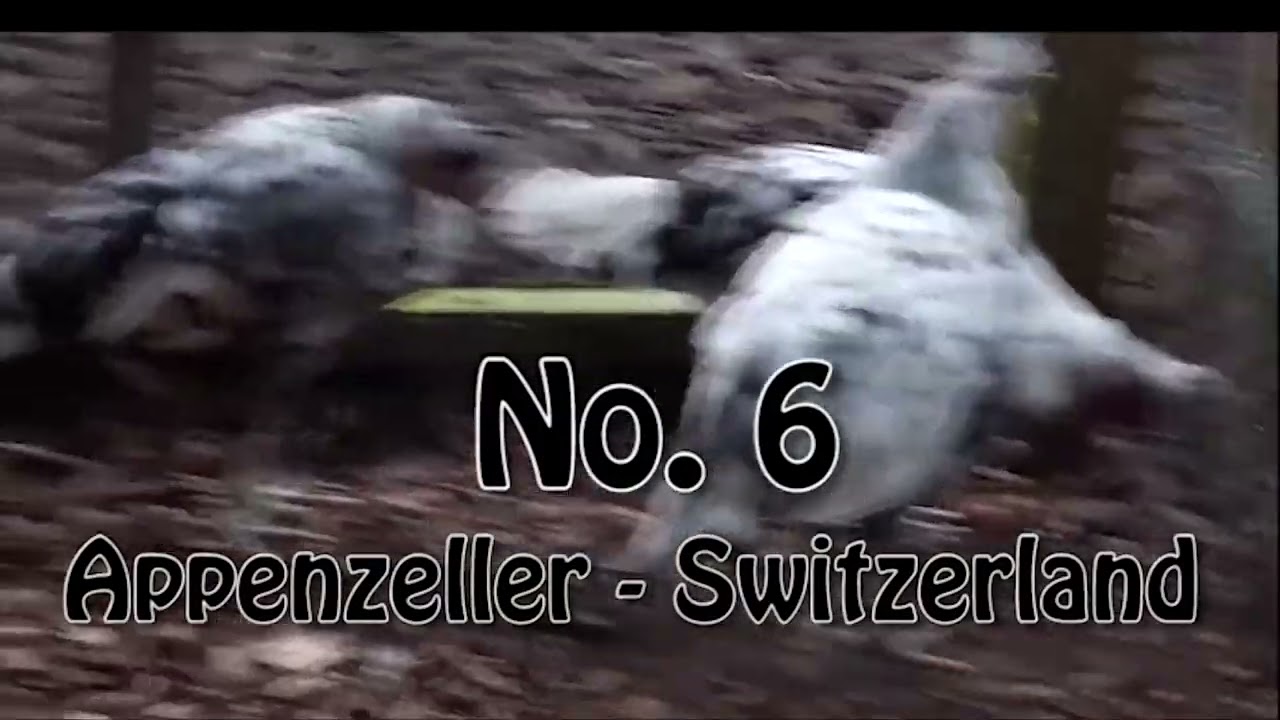 10 ornamental chicken breeds