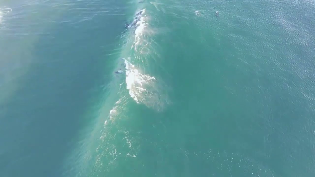 Ballito North Coast Durban South Africa Whales and Dolphins