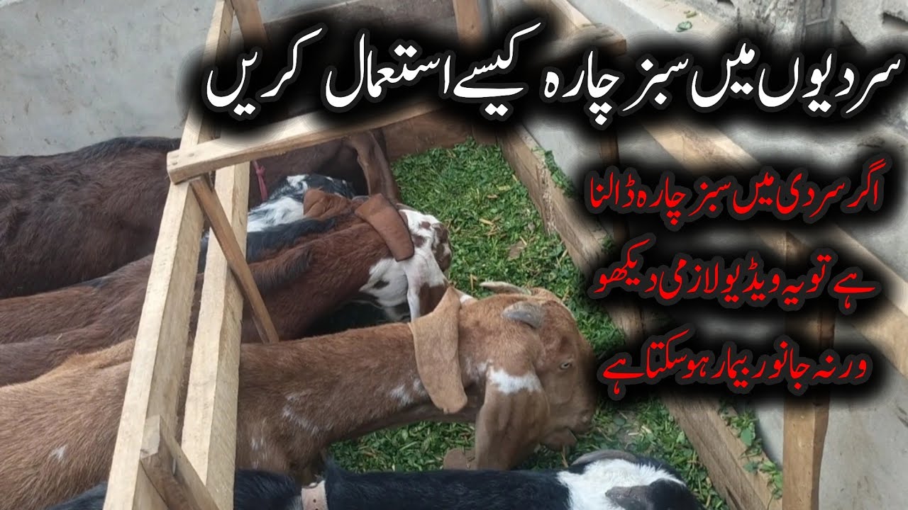 Sardiyon mein Bakriyon ko Sabz Chara Kaise Khilayen? Full Goat Farming Guide