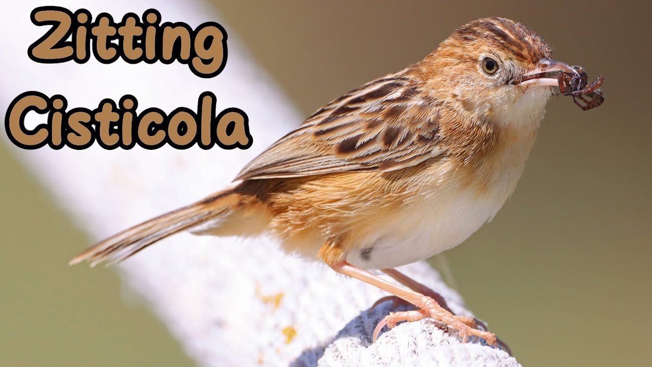 Breaking: Zitting Cisticola Breeds On UK Mainland For The First Time. Plus Fun Facts.
