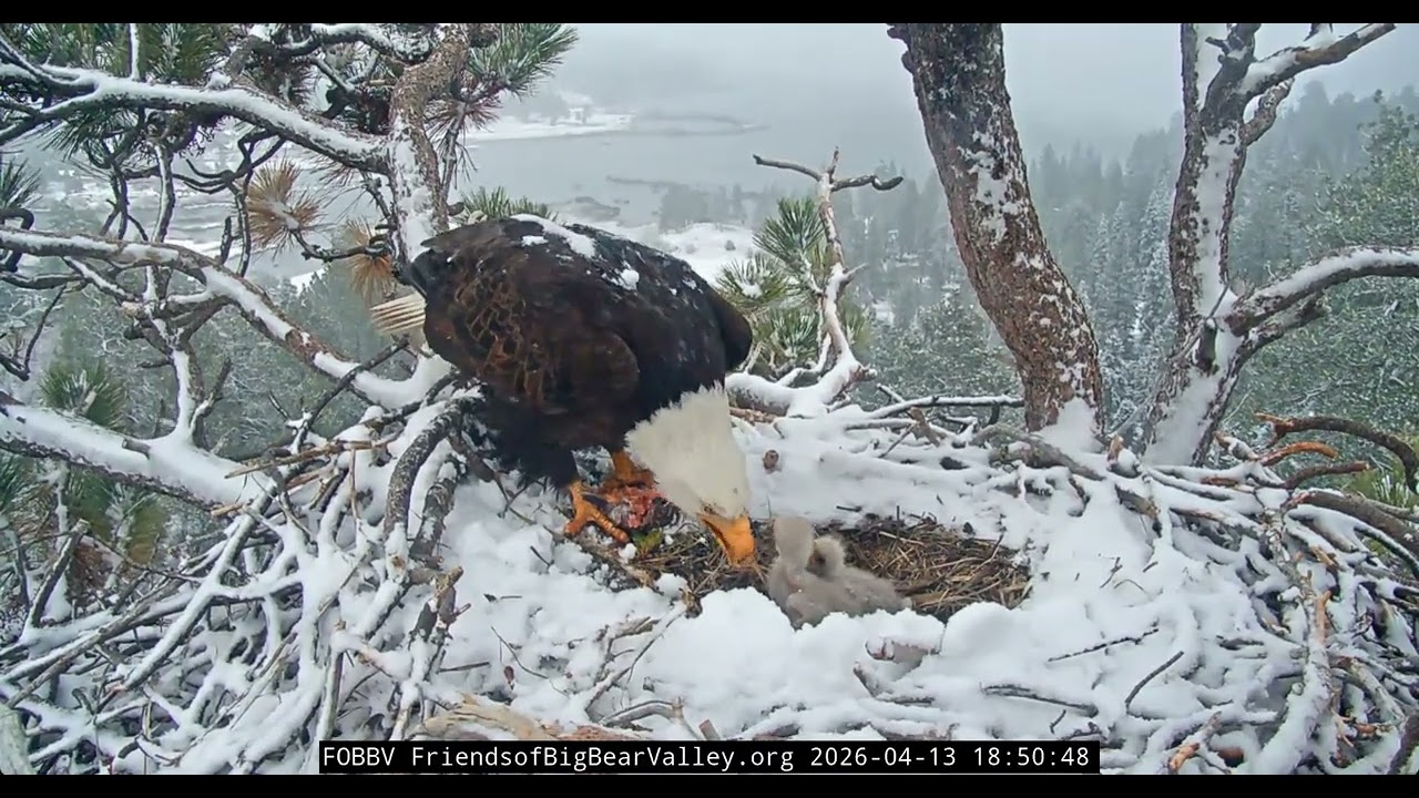 Shadow delivers fish, mom and kids eat dinner in snow! ❄️ | 4.13.26