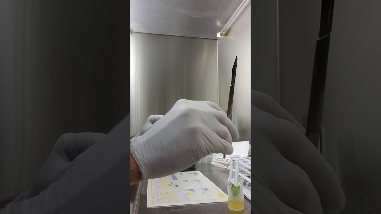 Microclone Cannabis Tissue Culture Rooting