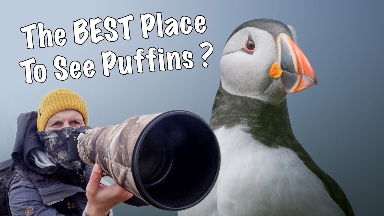 Tricks for Puffin Photography