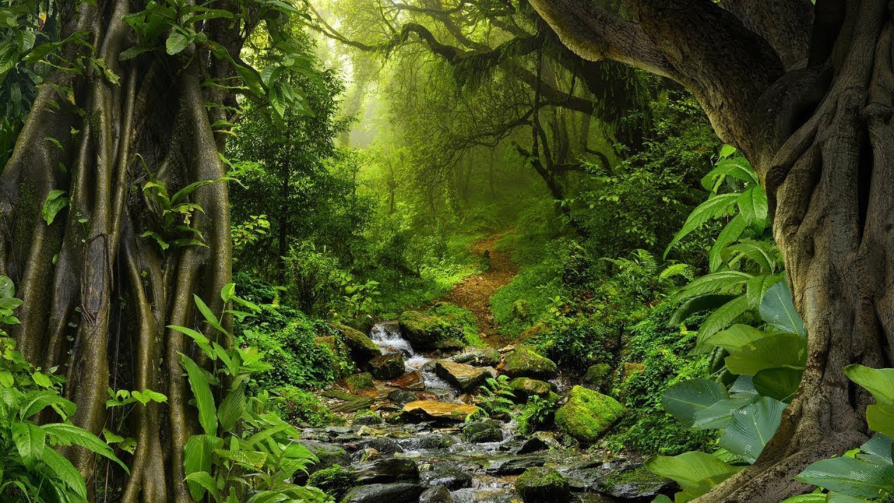 Sons de la Nature pour Dormir, Relaxation, Travailler, se Concentrer | Bruits Nature Jungle Oiseaux